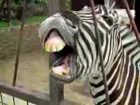 Anything in My Teeth Zebra