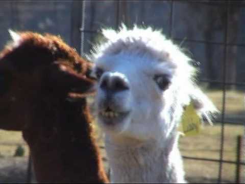 Annoyed Alpaca