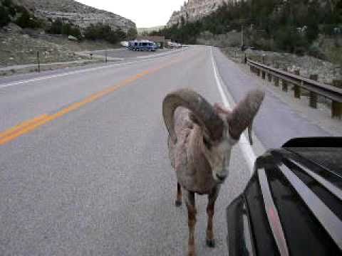 Sheep playing with car