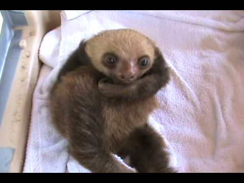 Silly Sloth