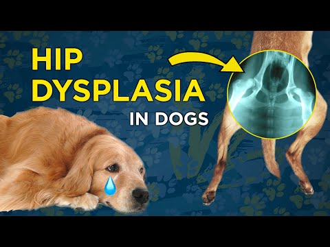 Recognizing Hip Dysplasia in Dogs  