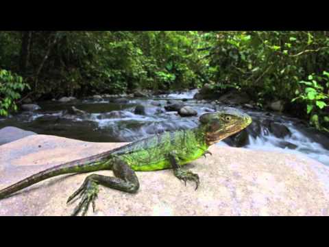 See a Basilisk Lizard here