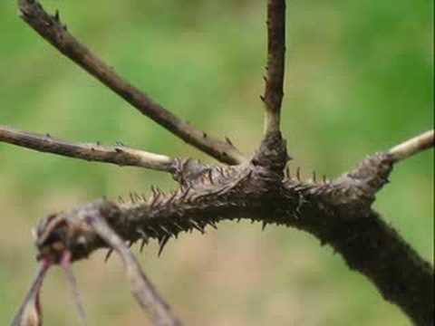 Enigmatic Insect