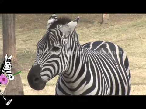 The Zany Zebroid