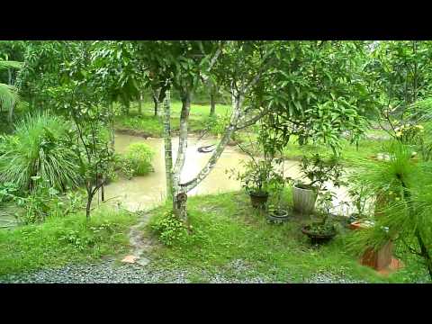 Wiley Water Buffalo