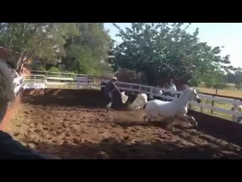 Luxemere Farenza video by Arabian Horse Journeys