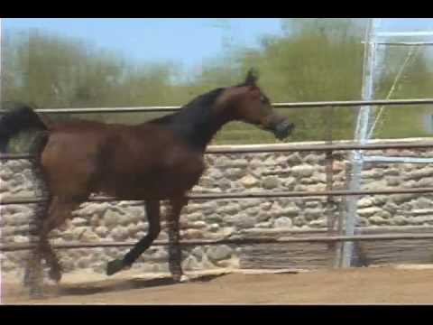 Found this video on youtube...he must have been 1 or 2 years of age when this was shot.