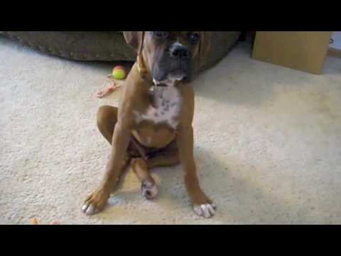 Hip dysplasia in Boxer Puppy