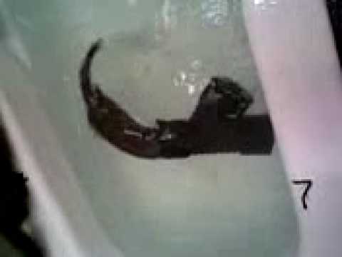 Minks take a bath