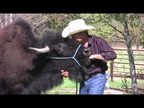 Wiley Water Buffalo