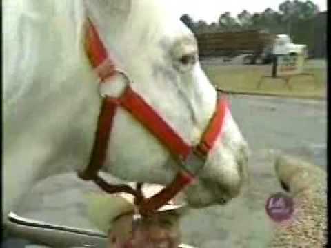 Horse Admirer