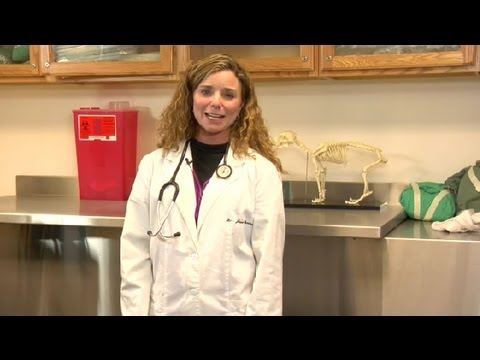 How to Exercise a Dog With Hip Dysplasia  