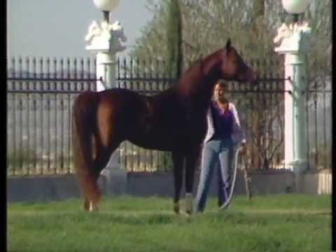 Muscat ~ 1st Triple Crown