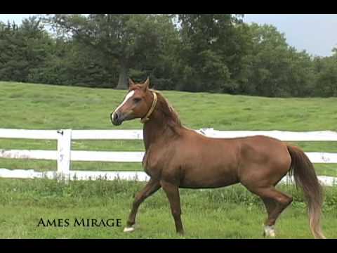 Ames Mirage...This beautiful Brass daughter has been a “gem” for Cedar Ridge. 