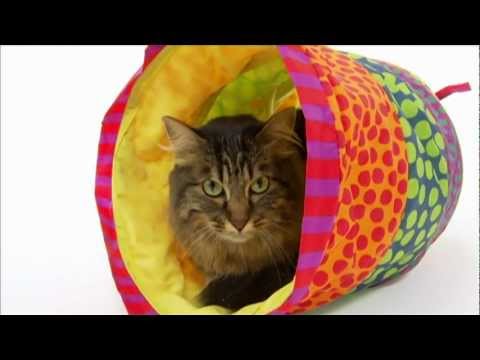 Maine Coon