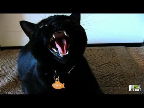 Cute Kitten, Coco, Turns Vicious | My Cat From Hell