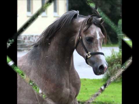 El Vito