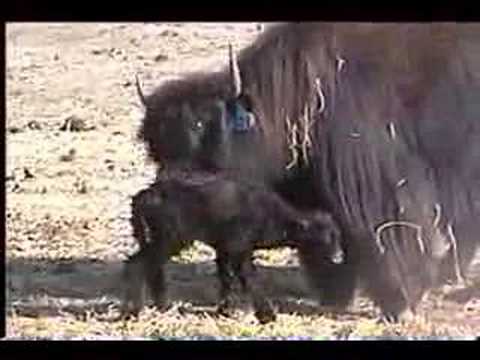 Yakety Yak