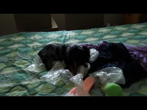 Bubble Wrap Puppy