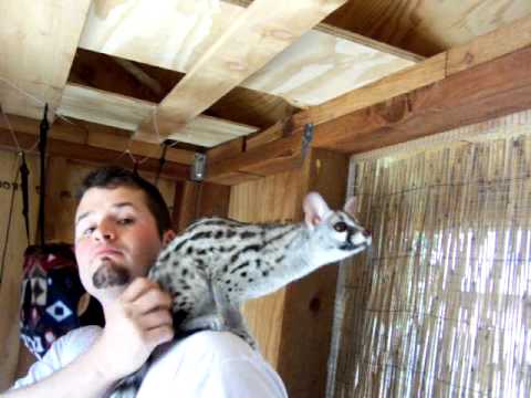 Ever Met a Genet - Now You Can