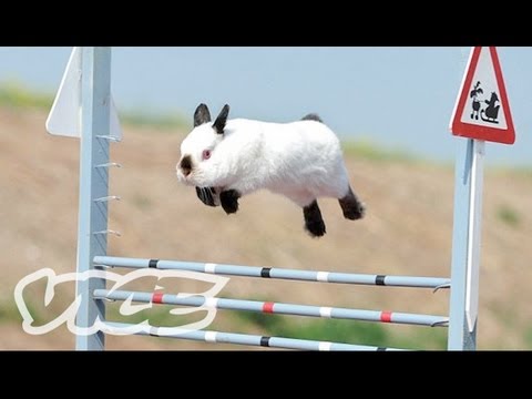 Breathtaking Bunny