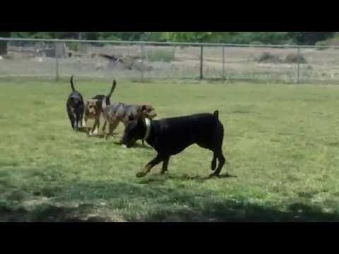 Baba quick moving through dog park 