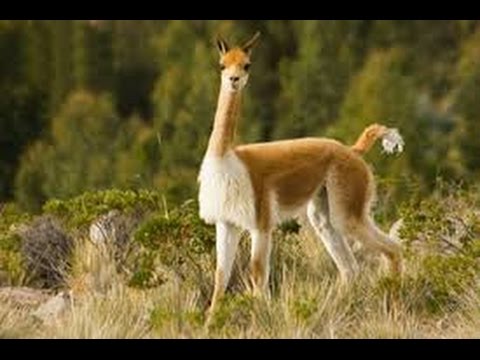 Cute Peruvian Vicunas 