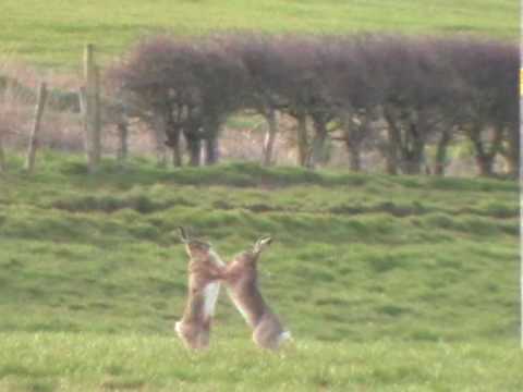 Happy Hare