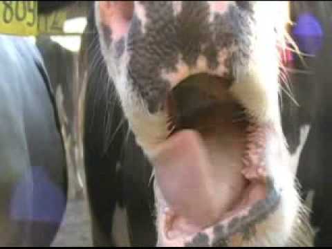 Cow Tales