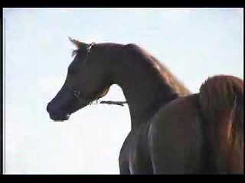 Magnum Psyche -- The King of Kings