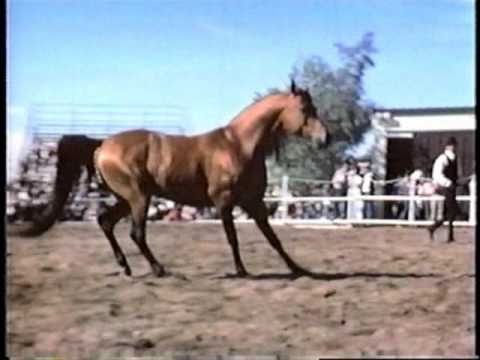 Aladdinn ~ 1975 Arabian stallion