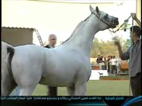 Murad Al Orobah
