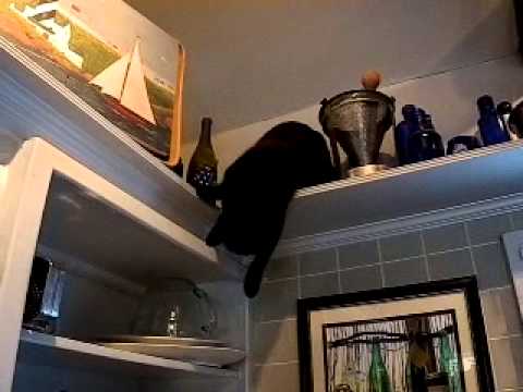 Bad Cat!!