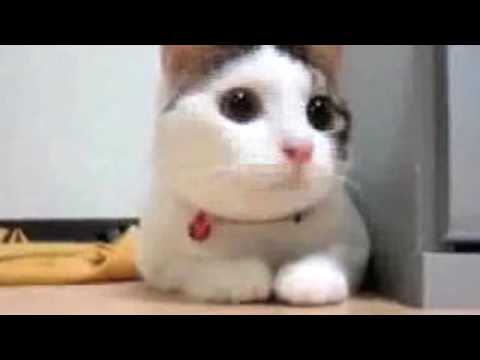 Fastidious Feline