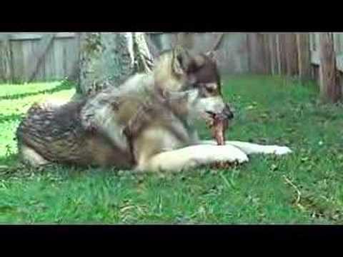 Would you like a Gray Wolf instead?