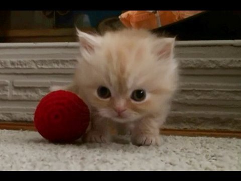 Feline Flamenco