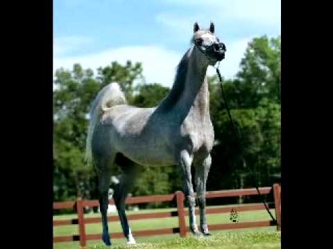 Luxemere Baroness...National Champion Mare.