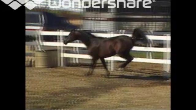 MISHAAH - ARABIAN TREASURE