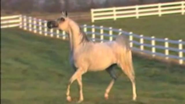 Felisha BHF...US National Champion Mare.