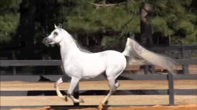 A video of KM Bugatti...shot at Ted Carson Training Center.