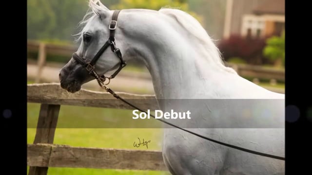 Sol Debut